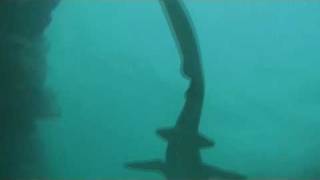 Nurse Shark [upl. by Shep]