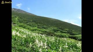 Nature Sounds Singing Bird Summer High Mountain Subalpine in Japan Relax Sleep MeditationWork [upl. by Rabbi]