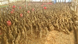 পুরাতন খামার পরিদর্শন । দিনাজপুর । duck farming in bangladesh [upl. by Idnir]