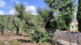 Old Carob Tree Ceratonia siliqua in S France [upl. by Akcirehs987]