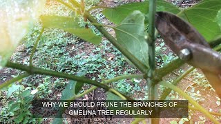 Why we should prune the branches of gmelina tree regularly  Off grid living  StarSchedarTV [upl. by Benge620]