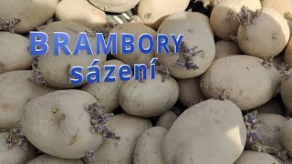 Brambory sadbové pohnojení sázení [upl. by Stimson834]