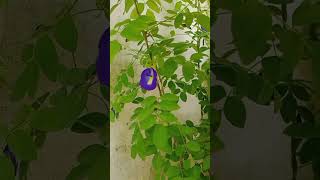 allamanda plant cutting 🪴🌷shorts youtubeshorts plants gardening [upl. by Eiggam59]