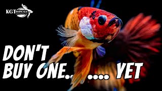 Dont Buy A Betta Fish YET Watch This First [upl. by Farhi]