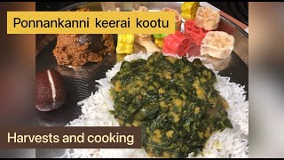 ponnanganni keerai recipe in tamil  ponnanganni kootu in tamil  Recipe in tamil  Less Oil Cooking [upl. by Benenson]