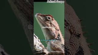 Lizard has crazy skill like this you must watch this [upl. by Aitnwahs]