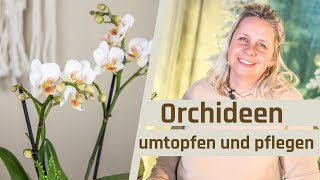 Floristik24  Orchideen richtig umtopfen Orchideen pflegen und dekorieren Tipps und Tricks [upl. by Thad]