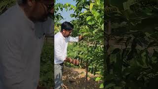 Mahogany 8320508594farming chandan farming agriculture indianfarmer farmer kisan mahogany [upl. by Anitniuq]