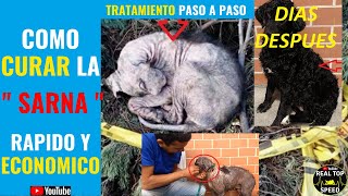 🔴COMO CURAR SARNA EN PERROS TRATAMIENTO RAPIDO Y ECONOMICO SINTOMAS DERMATITIS ROÑA TIÑA DEMODEX [upl. by Lered334]