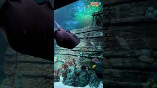 SEA LIFE LEGOLAND MALAYSIA JOHOR BAHRU  ADA AQUARIUM DENGAN FIGURE LEGO DAN SHIPWRECK [upl. by Einnos197]