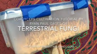 Cordyceps cultivation video by Ryan Paul Gates of Terrestrial Fungi [upl. by Yordan]