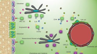 Bone Marrow Microenvironment  Haemopoietic Inductive Micro environment HIM [upl. by Iaras]