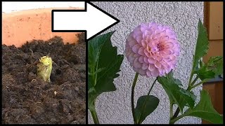 Time Lapse Of A Pompon Dahlia Plant Growing [upl. by Elleirb]