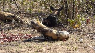 Licaones Lycaon pictus en el Parque Nacional Kruger [upl. by Enaasiali498]