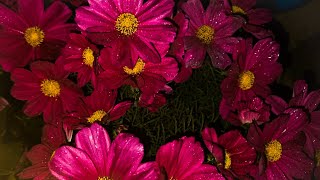 Glittering Rainsoaked Cosmos Flower Garden A Cinematic Journey into Natures Elegance [upl. by Stempson531]