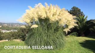 Cortaderia selloana Garden Center online Costa Brava  Girona [upl. by Peedsaj364]