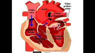 anatomie et physiologie du systeme cardiovasculaire [upl. by Camila869]