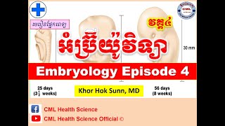 អំប្រ៊ីយ៉ូវិទ្យា វគ្គទី៤Embryology Episode 4 l CML Health Science Official [upl. by Snilloc]