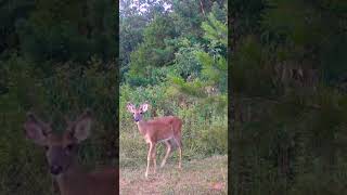 Buck passing through crittercam [upl. by Nnav]