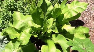 Planting and Growing Horseradish From Grocery Store Bought Root [upl. by Fortunna612]