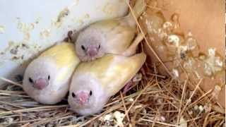 Baby Gouldian Finches [upl. by Polivy]