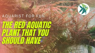 HYGROPHILA PINNATIFIDA the RED AQUATIC PLANT that you should know about CARE GUIDE amp MELTING TIPS [upl. by Nitsir]