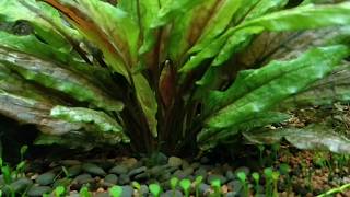 Cryptocoryne wendtii Green Gecko [upl. by Rizas79]