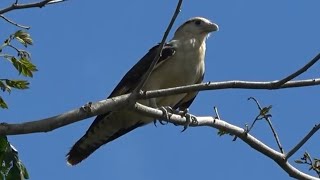 Yellowheaded Caracara Birds of Costa Rica [upl. by Torruella]