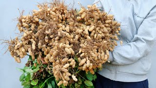 Try growing Peanuts at home and the results are amazing [upl. by Forester]