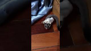 🐾 Adorable Sugar Glider Carries Baby Glider  Heartwarming Pet Moments 😍 sugarglider cute pets [upl. by Amedeo]