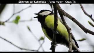 Kohlmeise mit Gesang  Great tit singing  Parus major 1080p HD [upl. by Metts]