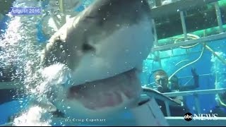 Great White Shark Breaks Into Cage RAW VIDEO [upl. by Norby]