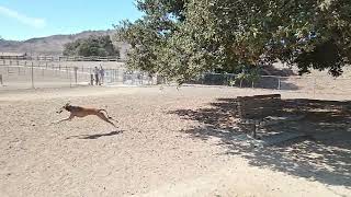 Puppy Nylas Fun Solo Run Saluki salukis smoothsalukis afghanhounds smoothafghanhounds [upl. by Piggy]