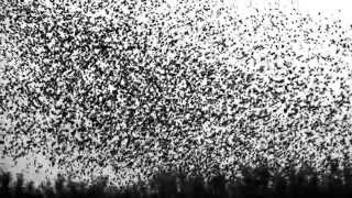 Starlings in Super Slow Motion [upl. by Danella60]