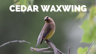 Cedar Waxwing  What ARE those red waxy tips [upl. by Anderegg172]