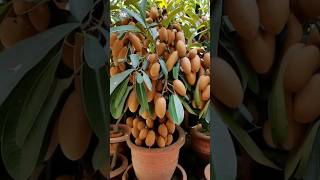 sapodilla Plant in onion get more fruit gardening [upl. by Abeu]