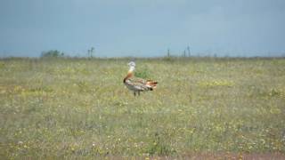 Extremadura Birding  Male Great Bustard [upl. by Segroeg249]