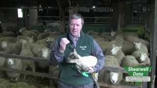 Shearwell Data  Sheep Tagging amp Electronic ID Introduction [upl. by Oiligriv615]