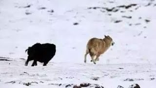 Top 10 Tibetan Mastiff Fend Off Wolf Caught On Camera  Wolf vs Dog [upl. by Atrebla]