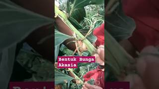 BENTUK BUNGA AKASIA Acacia mangium [upl. by Kirstyn]