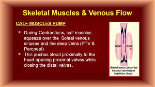 Hemodynamics Venous [upl. by Ahsinnod167]