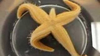 Time Lapse Starfish flipping over [upl. by Nolasba289]