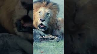 music bgm instrumental piano relaxingmusic youtubeshorts animals wildlions lionfunny [upl. by Eiderf]