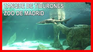 Tiburón Toro  Zoo Aquarium Madrid España 2018 4K [upl. by Fortunna]