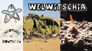 Welwitschia from Seed  Dinosaur Caudex Plant [upl. by Hoffmann]