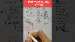 Flower Morphology Insertion of Floral Leaves on Thalamus Plant Morphology [upl. by Niven]