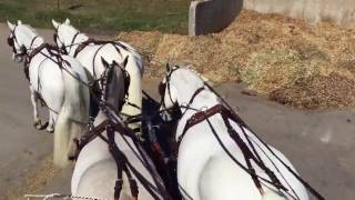 Connemara Pony 4InHand  Combined Driving [upl. by Neville]