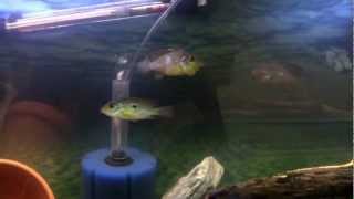 Fish breeding behavior Geophagus Brasiliensis [upl. by Cirdnek]