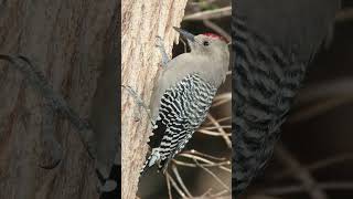 Gila Woodpecker Sounds Video Bird Sounds of California [upl. by Bouzoun]