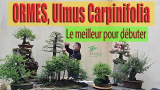 Je vous parle de mes Ormes Ulmus Carpinifolia Techniques de cultures et tailles bonsaï ulmus [upl. by Sculley14]